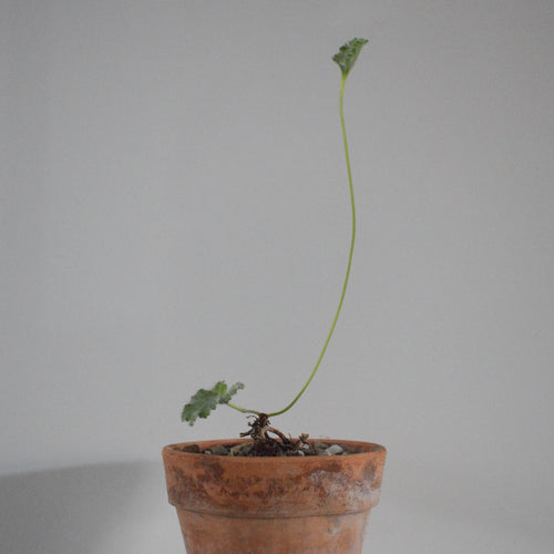 Pelargonium Lobatum