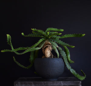 Euphorbia Stellata