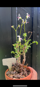 Pelargonium Alternans