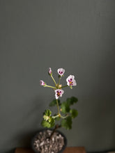 Pelargonium Echinatum