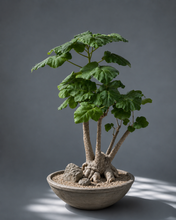 Uncarina Roeoesliana - stor