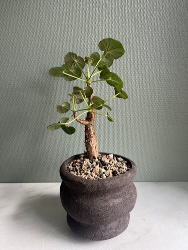 Pelargonium Cotyledonis - mellem