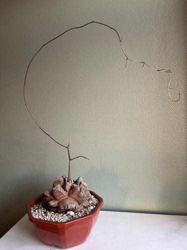 Dioscorea Elephantipes