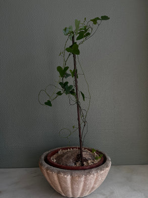 Dioscorea Sylvatica - 10cm