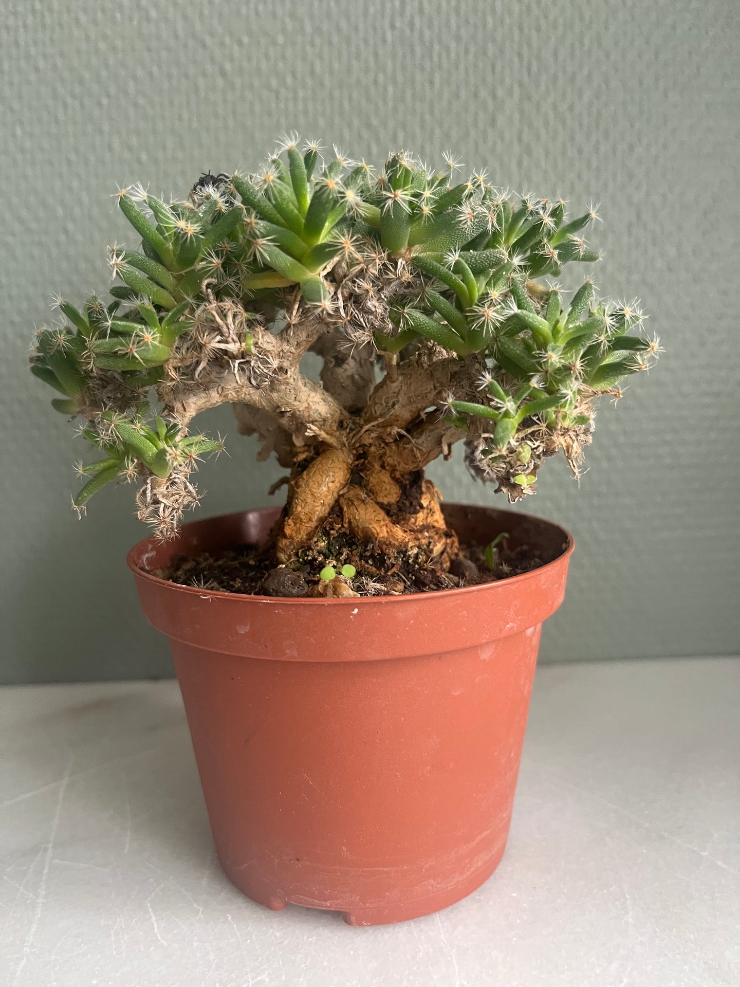 Trichodiadema densum
