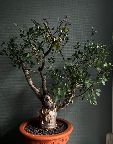 Bursera Fagaroides