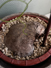 Dioscorea Sylvatica - 10cm