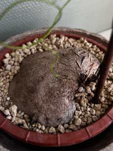 Dioscorea Sylvatica - 10cm