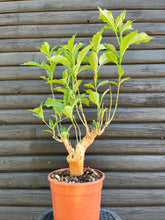Baobab - Adansonia Digitata