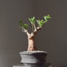 Baobab - Adansonia Digitata