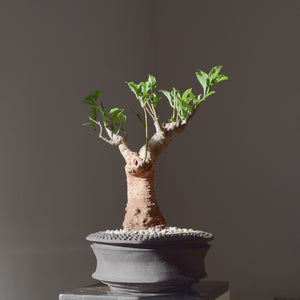 Baobab - Adansonia Digitata