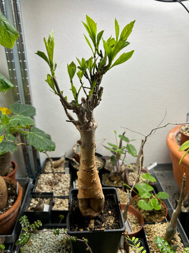 Adansonia Digitata - Baobab