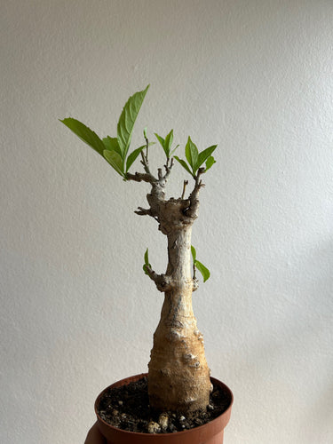 Adansonia Digitata - Baobab