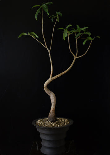 Adansonia Digitata - Baobab