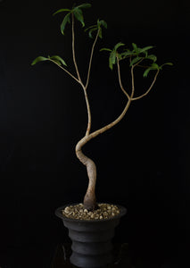Adansonia Digitata - Baobab