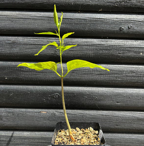 Adansonia Fony (Rubrostipa)