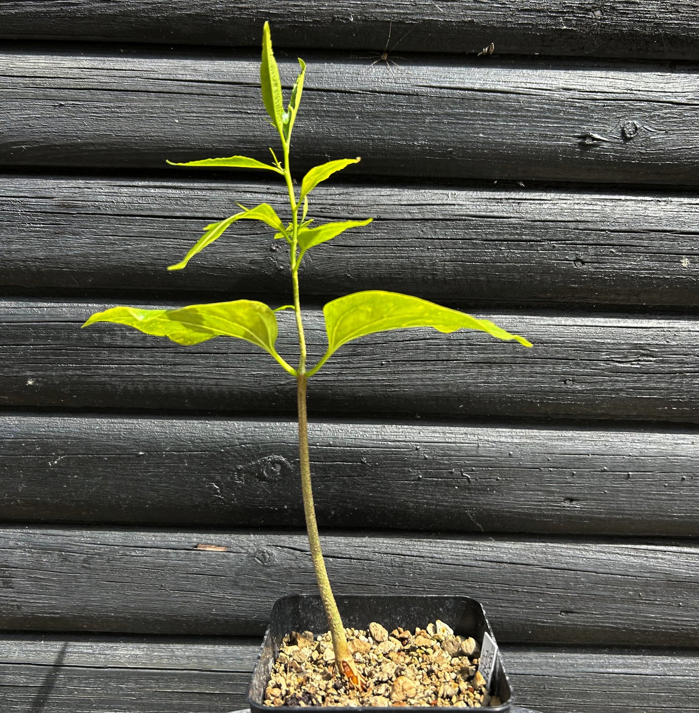Adansonia Fony (Rubrostipa)