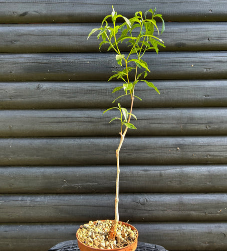 Baobab - Adansonia Madagascariensis
