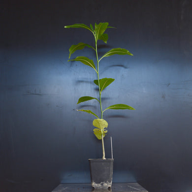 Adansonia Madagascariensis - Baobab - frøplanter