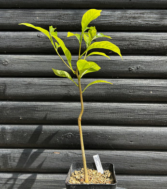 Adansonia Za