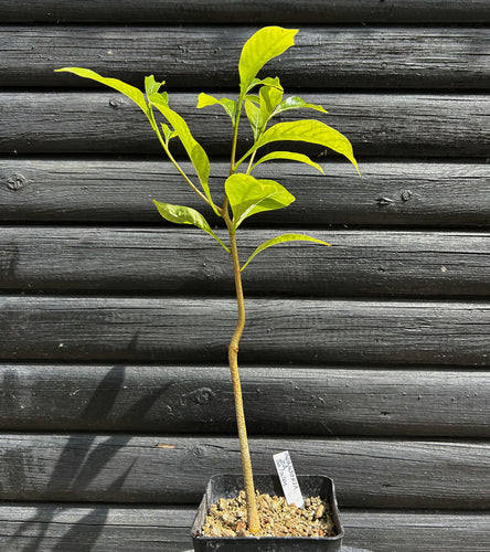 Adansonia Za