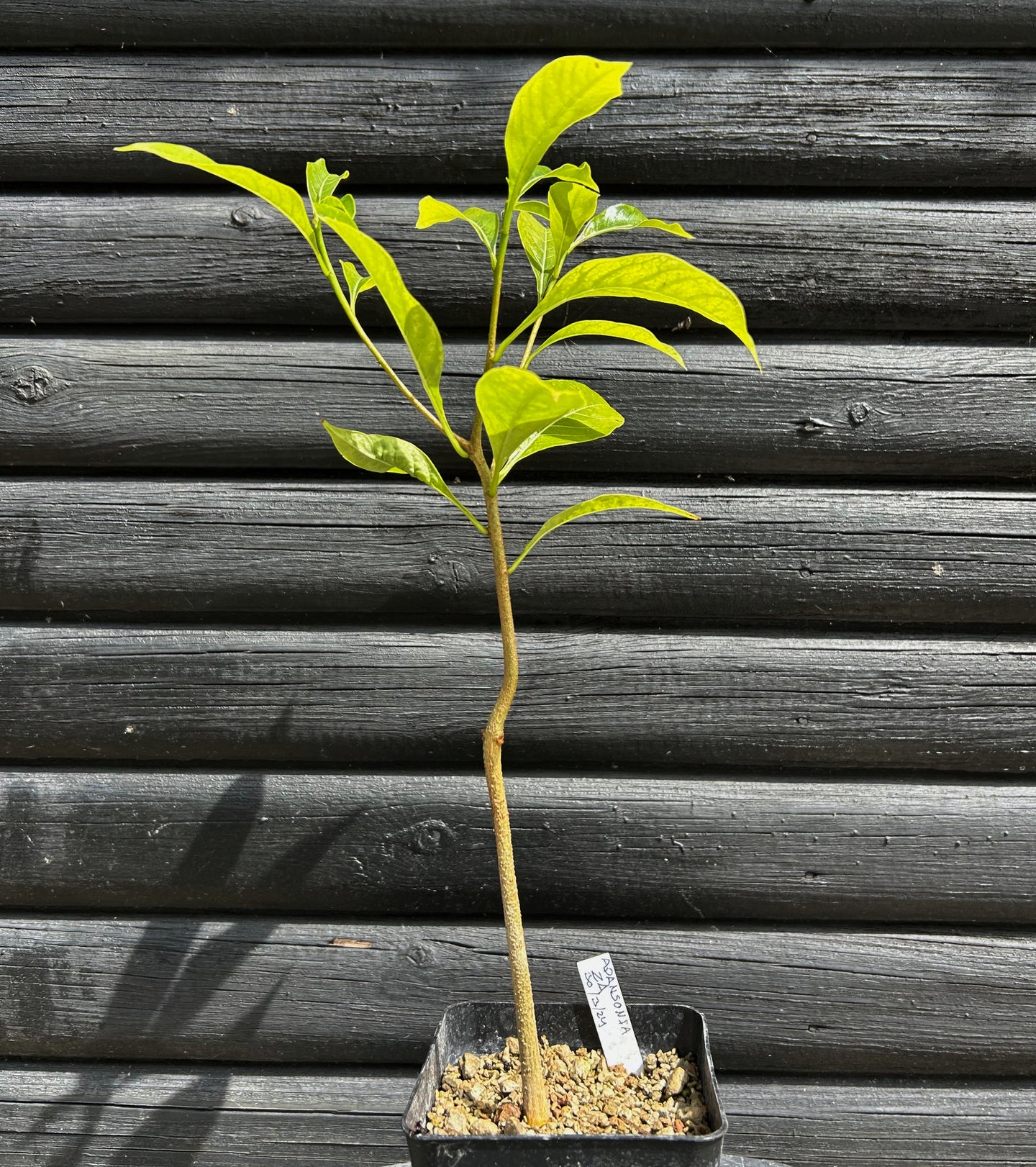 Adansonia Za