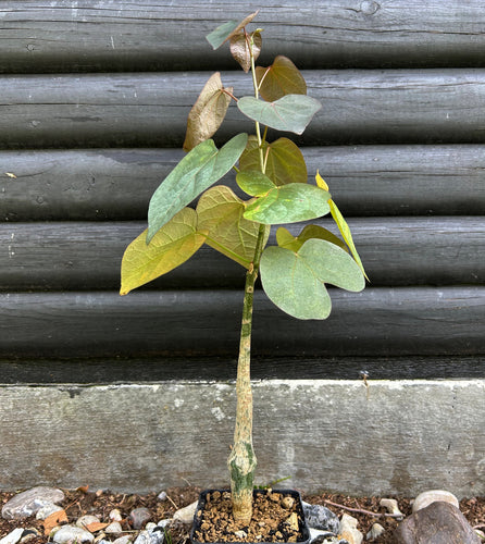 Adenia Stylosa