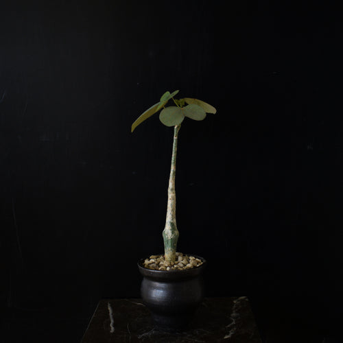 Adenia Stylosa