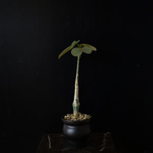 Adenia Stylosa