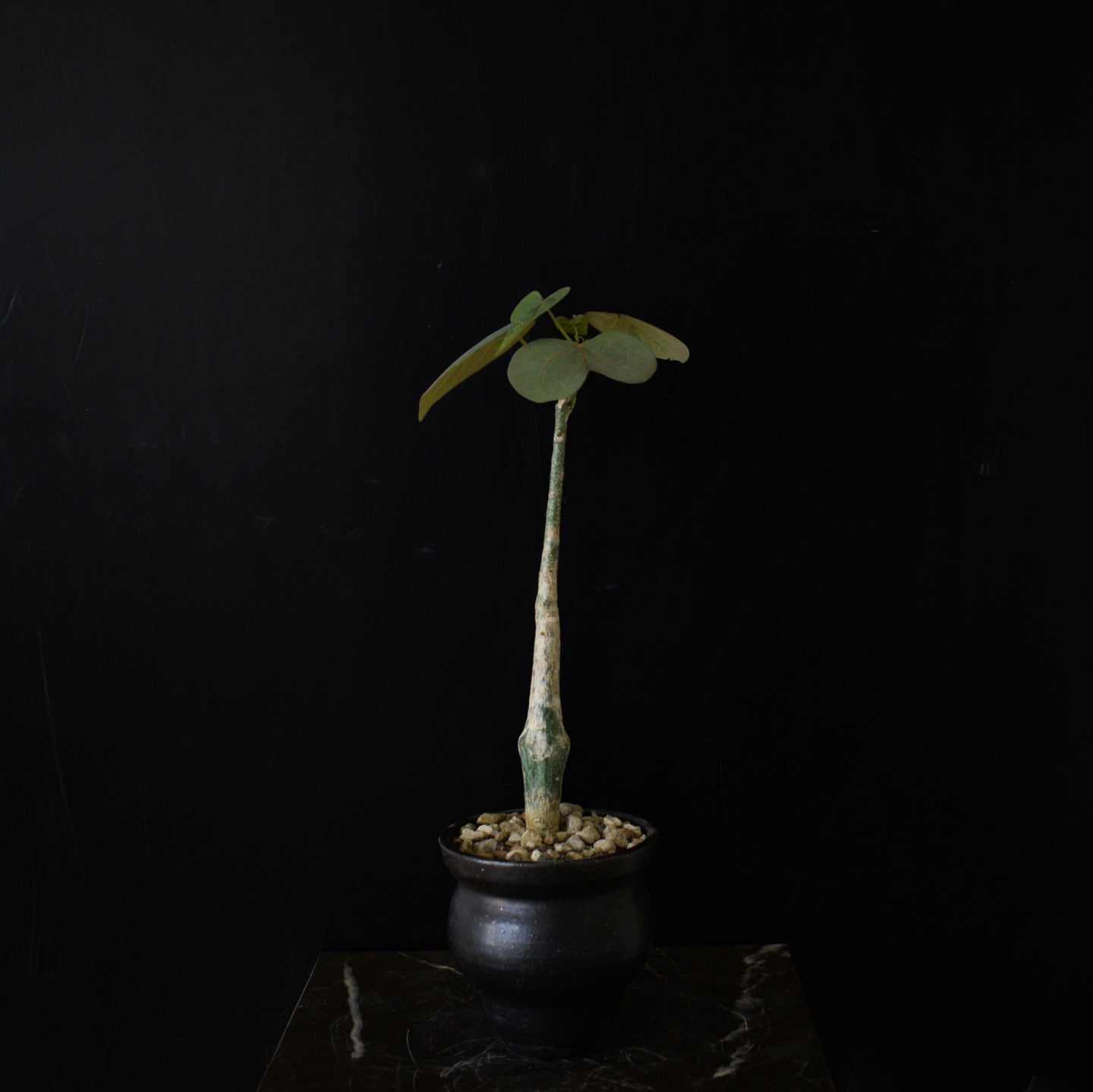 Adenia Stylosa