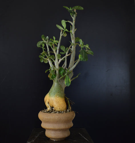 Adenium Obesum - 45cm høj