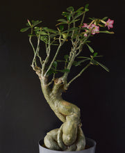 Adenium Obesum - 70cm høj