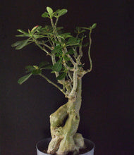 Adenium Obesum - 70cm høj