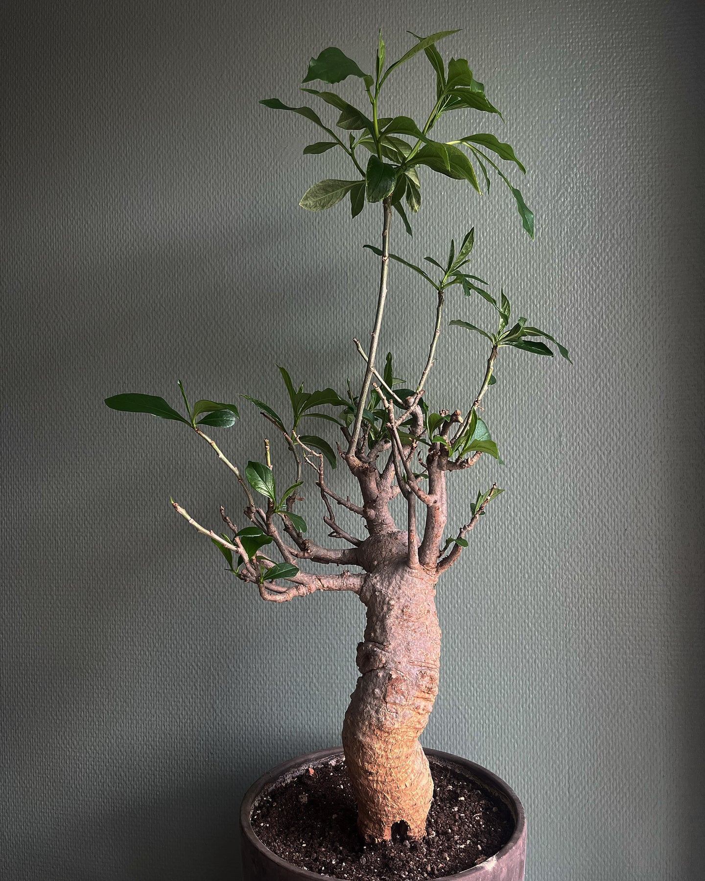 Baobab - Adansonia Digitata