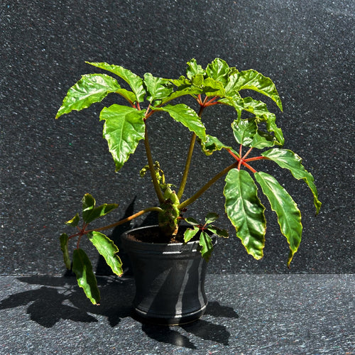 Begonia Carolineifolia - lille