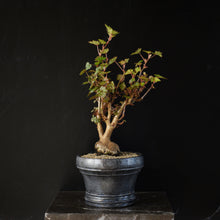 Begonia Homonyma