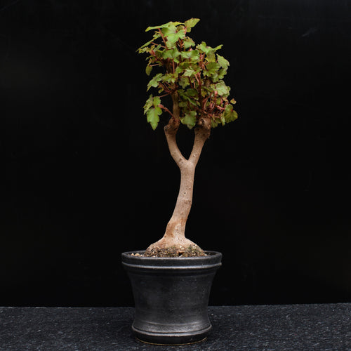 Begonia Homonyma