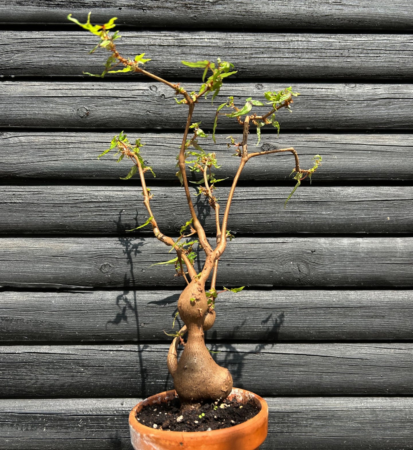 Begonia Tripartita