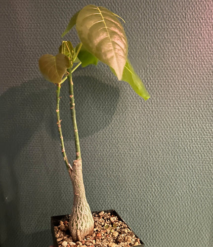 Pseudobombax Ellipticum