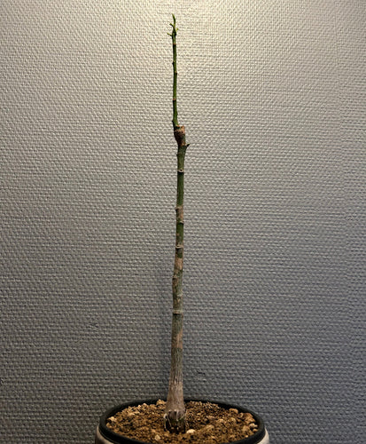 Pseudobombax Rhodognaphalon