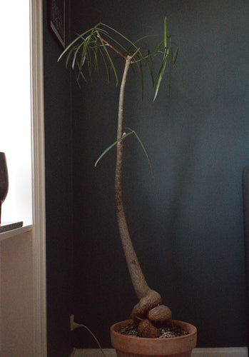 Brachychiton Rupestris