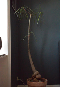 Brachychiton Rupestris