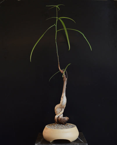 Brachychiton Rupuestris