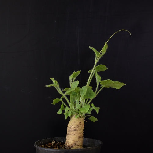 Bryonia Dioica