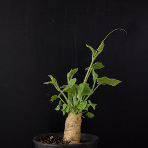 Bryonia Dioica