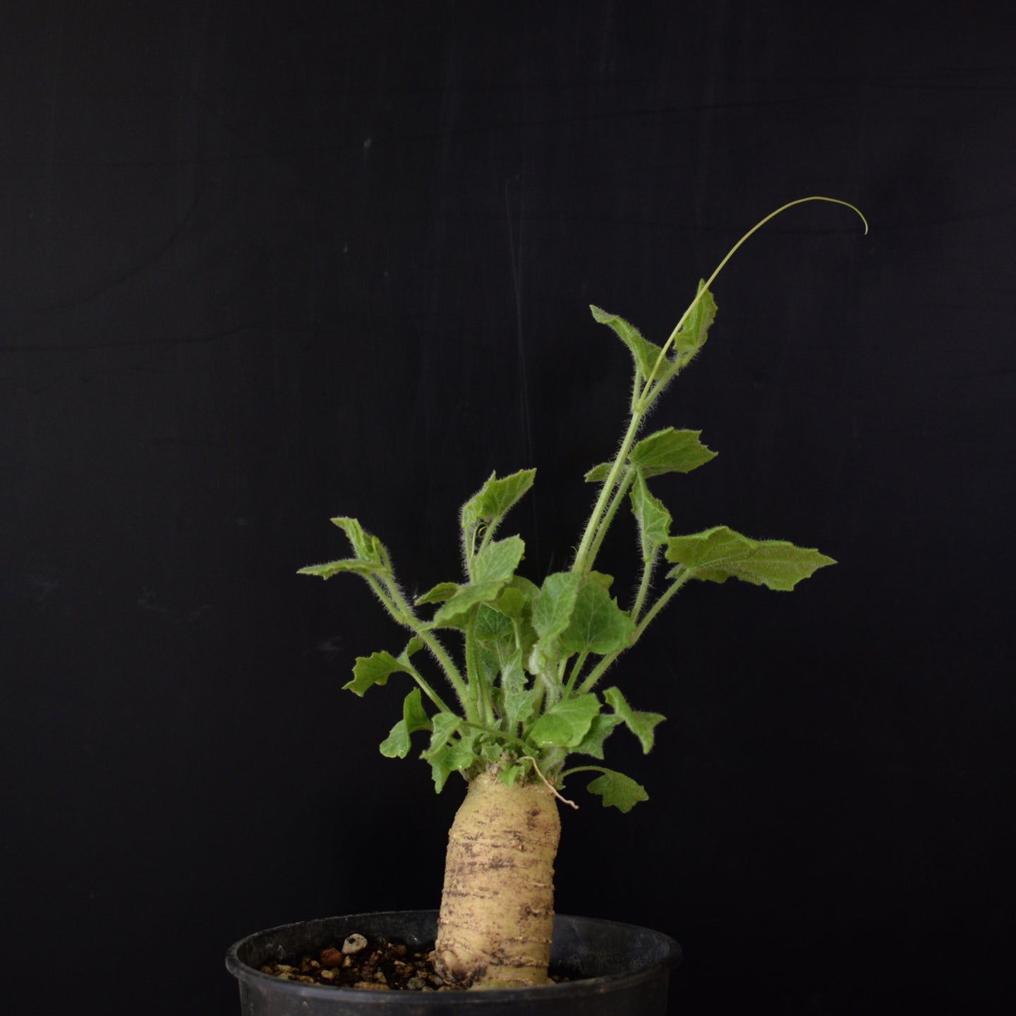 Bryonia Dioica