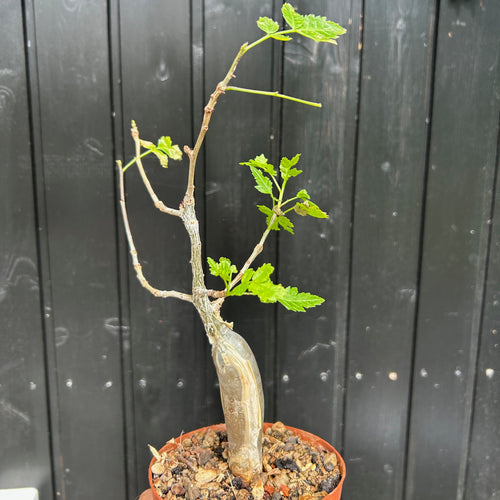 Bursera Fagaroides