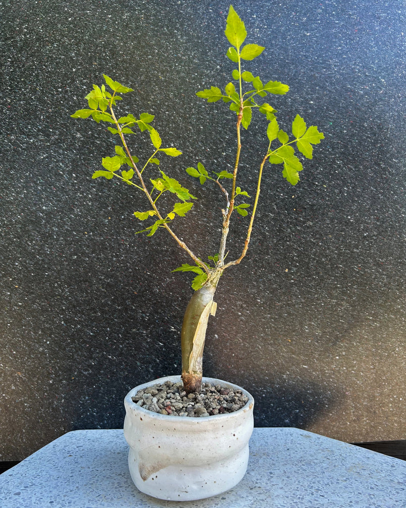Bursera Rzedowskii Bursera Fagaroides – Caudiciform.com