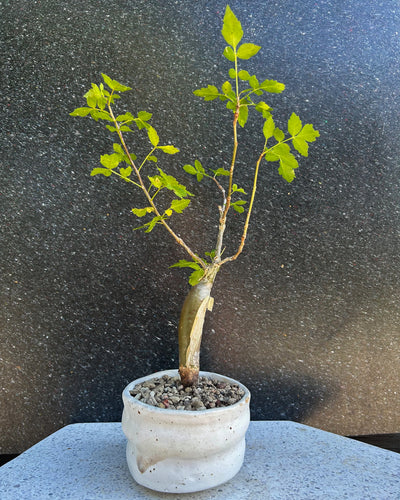 Bursera Fagaroides