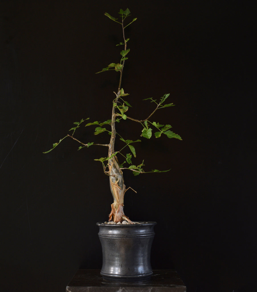 Bursera Fagaroides 40-50cm – Caudiciform.com